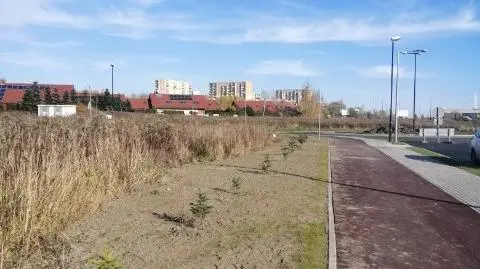 Drogowcy proszą mieszkańców o "bezzwłoczne usunięcie drzew"