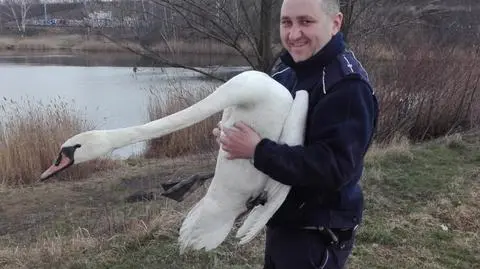 Aspirant z uratowanym łabędziem