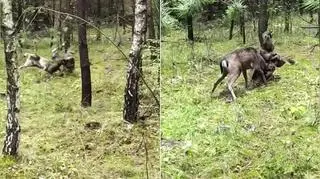 Daniel zaplątał się w dywanie, zwierzę uwolnili strażacy