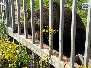 Trzymał na posesji niedźwiedzia brunatnego