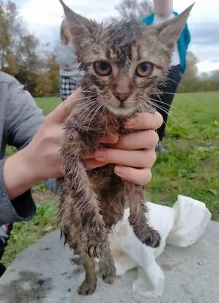 Kot został oddany pod opiekę świadkom zdarzenia