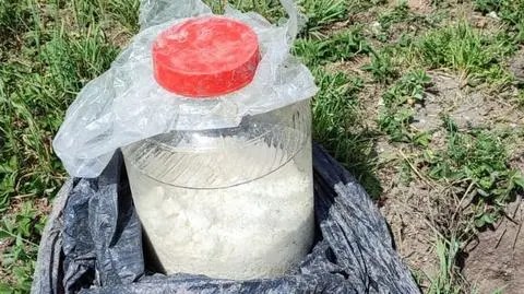 Przeszukali posesję, znaleźli uprawę konopi i 12 kilogramów narkotyków