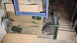 Kraków Animal Welfare Society managed to capture the cat