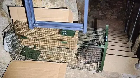 Cat finds home in legendary Dragon's Lair at Wawel Castle in Kraków