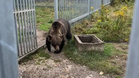 Trzymał na posesji niedźwiedzia brunatnego