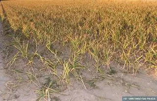 Trzy tysiące główek czosnku padło łupem złodzieja