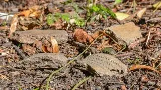 Leśniczy znalazł kilka kawałków ceramiki