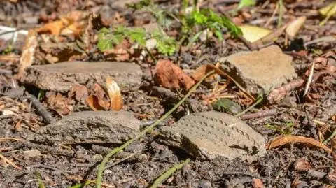 Leśniczy znalazł kilka kawałków ceramiki