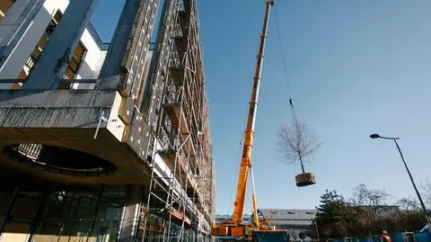 Drzewo trafiło do hali sportowej