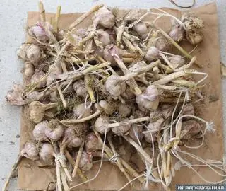 Trzy tysiące główek czosnku padło łupem złodzieja