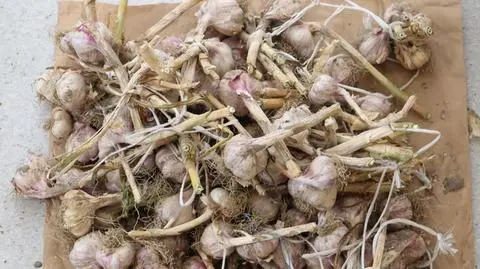 Najpierw wyrwali, później ukradli. Małżeństwo i ich syn zatrzymani po kradzieży czosnku