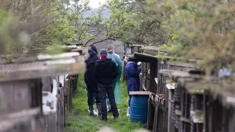 Więzienie dla hodowcy lisów. Aktywiści: to pierwszy taki wyrok w Polsce