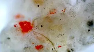 Zdjęcie mikroskopowe wykonane na Wydziale Wiertnictwa, Nafty i Gazu