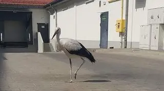 Bocian chodził po parkingu