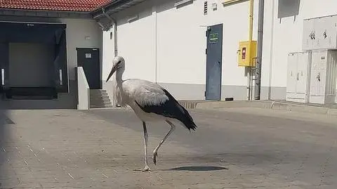 "Po parkingu chodzi bocian, który potrzebuje pomocy"