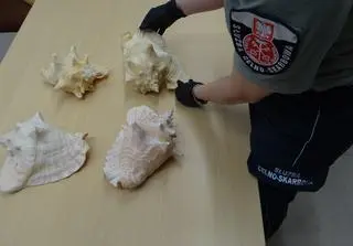 Okazałe muszle o długości od 20 do 27 cm wykryte zostały podczas kontroli autokaru wjeżdżającego do Polski z Ukrainy