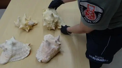 Okazałe muszle o długości od 20 do 27 cm wykryte zostały podczas kontroli autokaru wjeżdżającego do Polski z Ukrainy
