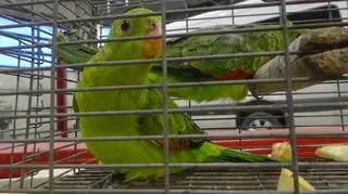 Udaremniony przemyt papug