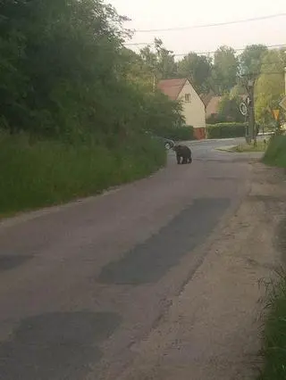 Niedźwiedź w Nowym Sączu