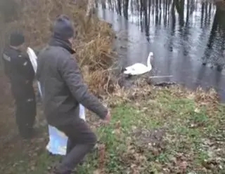 Łabędź wrócił do wody