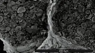 Wnętrze pączka w powiększeniu 400×. Obserwacje Skaningowym Mikroskopem Elektronowym FEI Quanta 200 FEG.