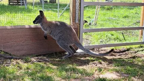 Kangur uciekł w niedzielę rano