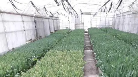 "Poprosiłem o kupowanie od nas tulipanów". Ruszyła lawina. "Stało się coś, w co aż trudno uwierzyć"