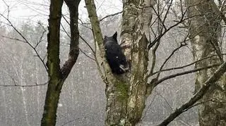 Zmarzniętemu psu pomogli przechodnie