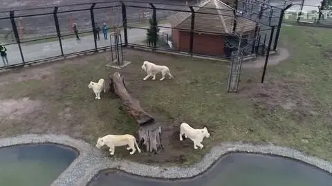 Odwiedza ich 250 tysięcy osób, teraz nie ma nikogo. Bali się bankructwa, ale "zalały nas oferty pomocy"