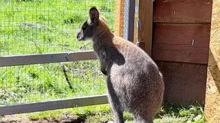 Jedno ze zwierząt zostało złapane, drugie jest na wolności