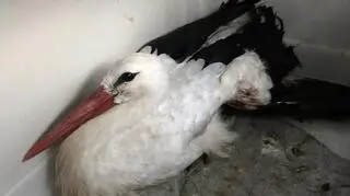 Policja szuka sprawcy dramatu zwierzęcia