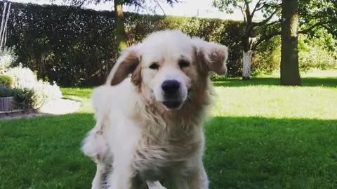 Znak drogowy pod napięciem, Moris go dotknął i padł martwy. "Jego śmierć być może uratowała komuś życie"