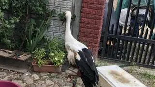 "Lucek" już nigdy nie poleci