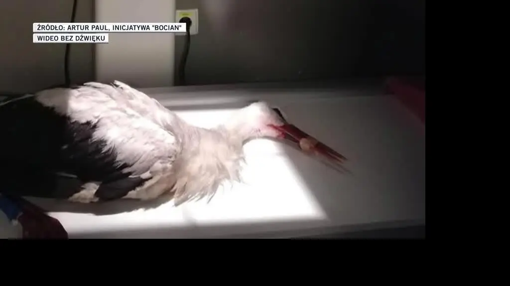 "Lucek" ma amputowane skrzydło