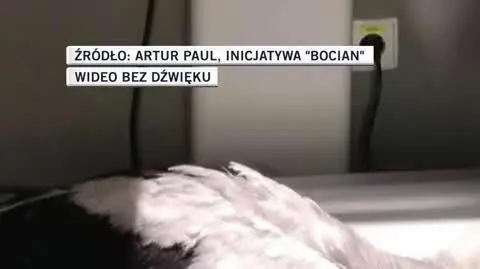 "Lucek" ma amputowane skrzydło