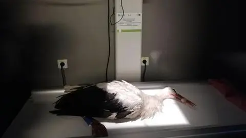 Bocian został postrzelony śrutem