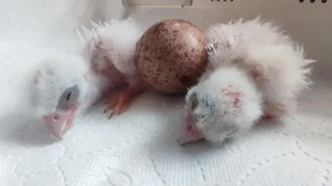 Wrotka z lubelskiego komina zaginęła. Jajami zaopiekowali się ornitolodzy