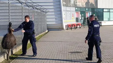 Struś spacerował przy lotnisku. Został schwytany przez policjantów