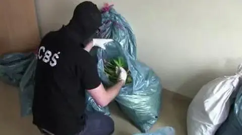 1600 krzewów marihuany znalazła policja pod Skwierzyną