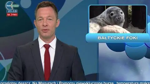 24.04 | Polskie foki