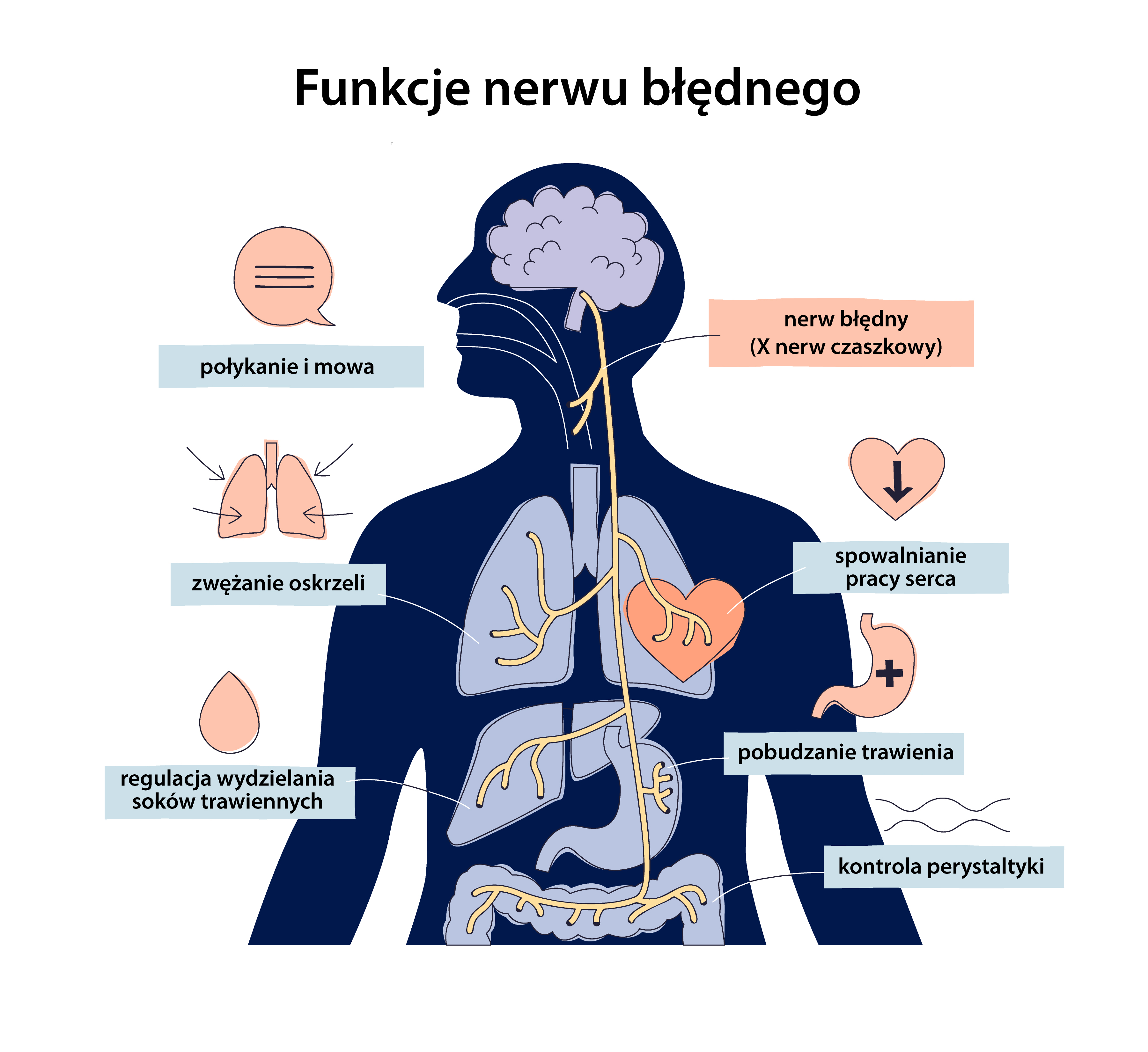 Za co odpowiada nerw błędny?