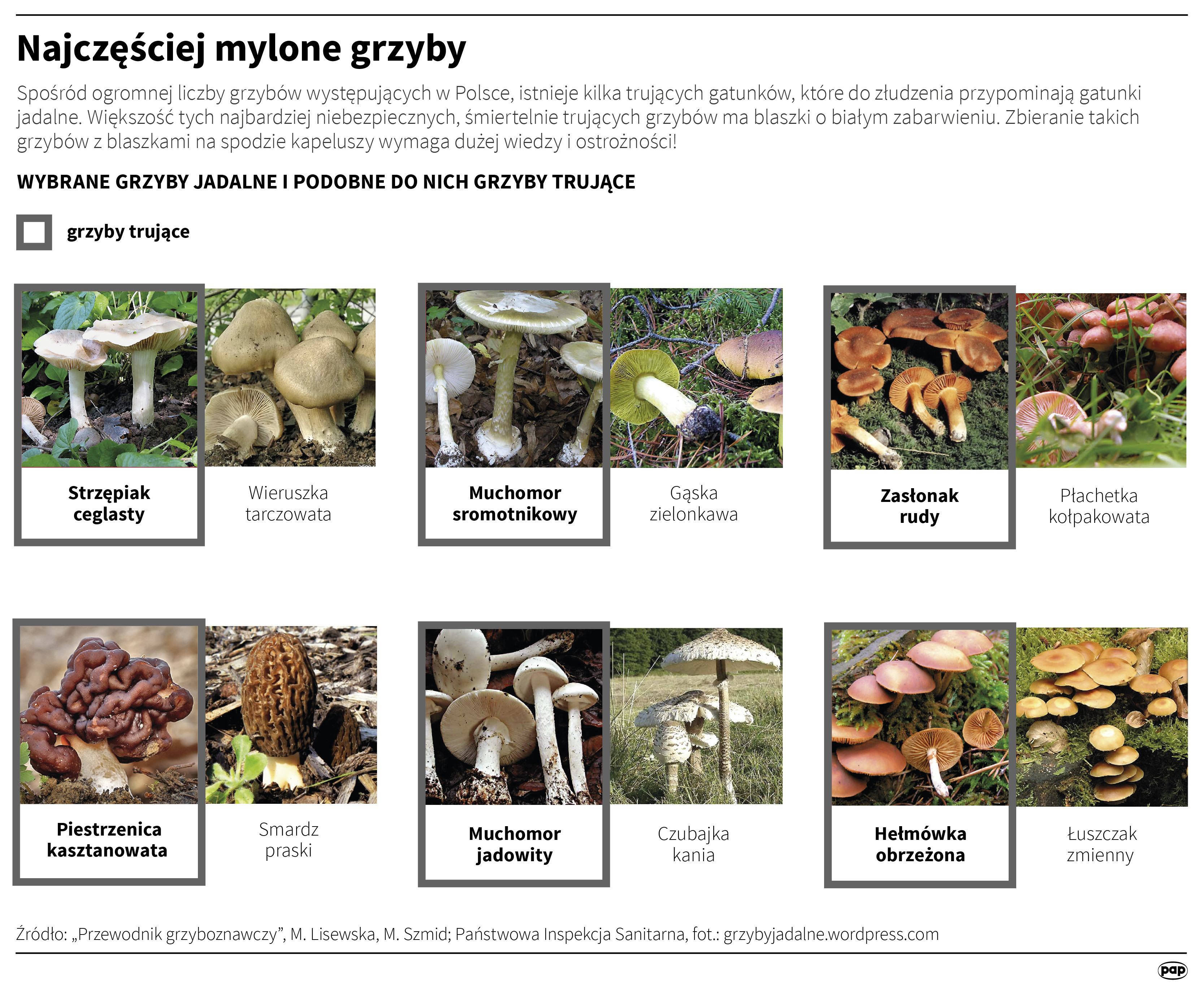 Najczęściej mylone grzyby