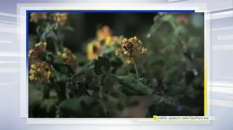 30.03 | Ubywa zieleni w mieście. Ekorebelianci wiedzą, co robić