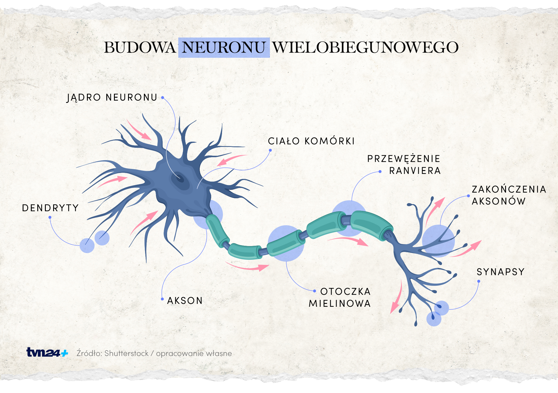 Budowa neuronu wielobiegunowego