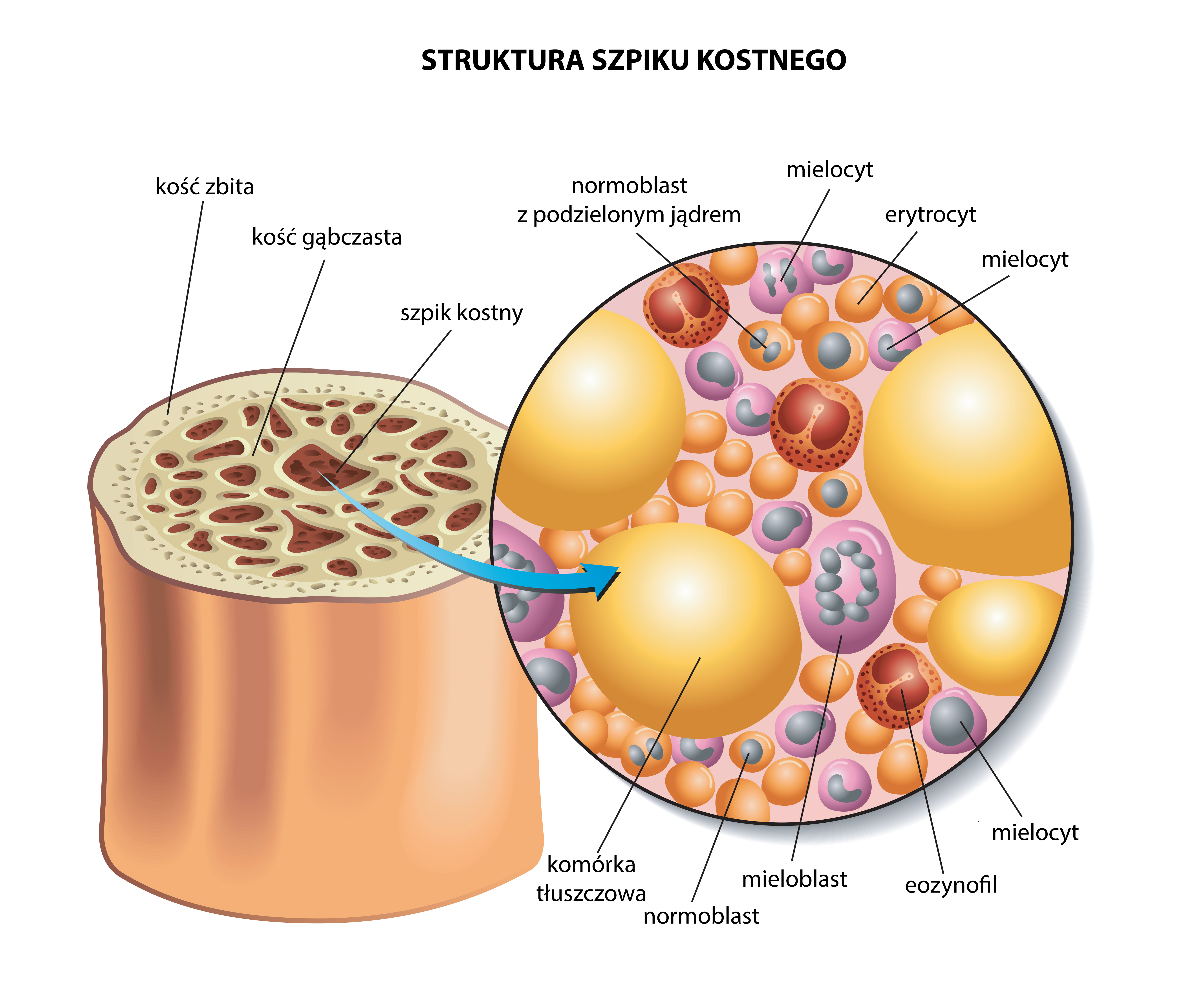 Struktura szpiku kostnego