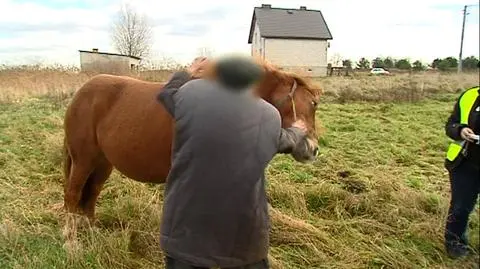 Animalsi odebrali zaniedbywanego konia