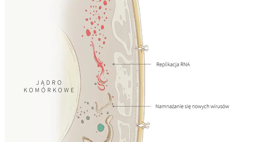 Cykl reprodukcyjny koronawirusa