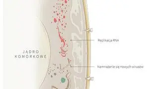 Cykl reprodukcyjny koronawirusa