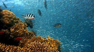 "Stoimy u progu egzystencjalnego kryzysu dzikich zwierząt na Ziemi"