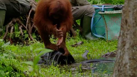 Nawet orangutany wiedzą, jak ważna jest higiena rąk